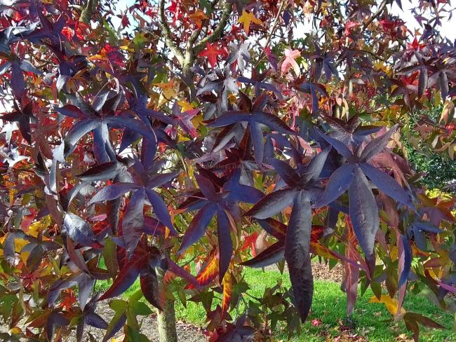 Liquidambar styraciflua 'Fame Forever' (= 'Roemer 4')