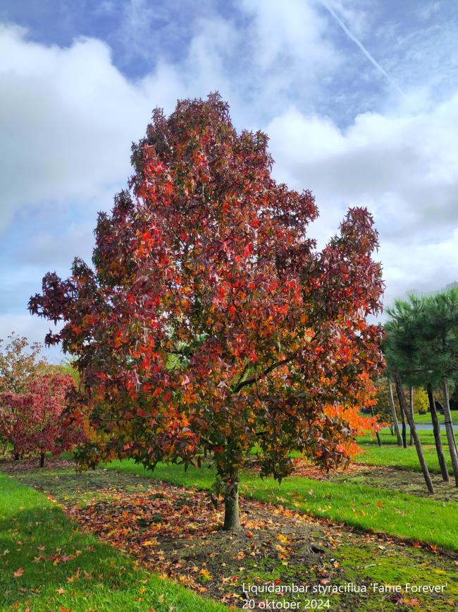 Liquidambar styraciflua 'Fame Forever' (= 'Roemer 4')