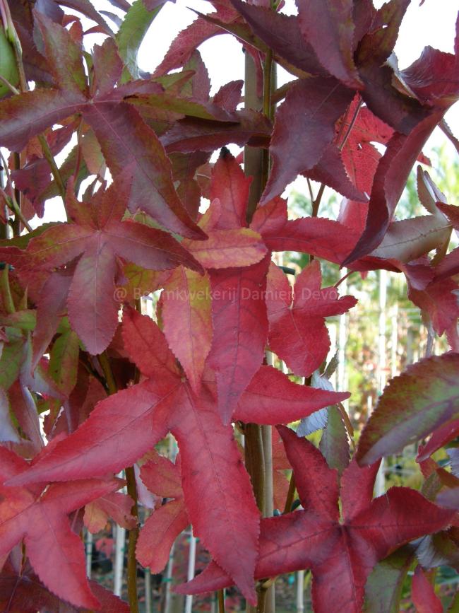 Liquidambar styraciflua 'Slender Silhouette'