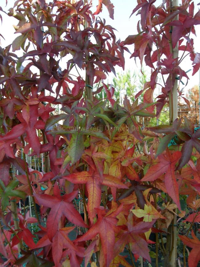 Liquidambar styraciflua 'Slender Silhouette'