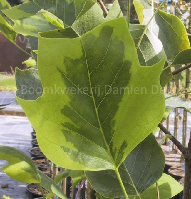 Liriodendron tulipifera 'Aureomarginatum'