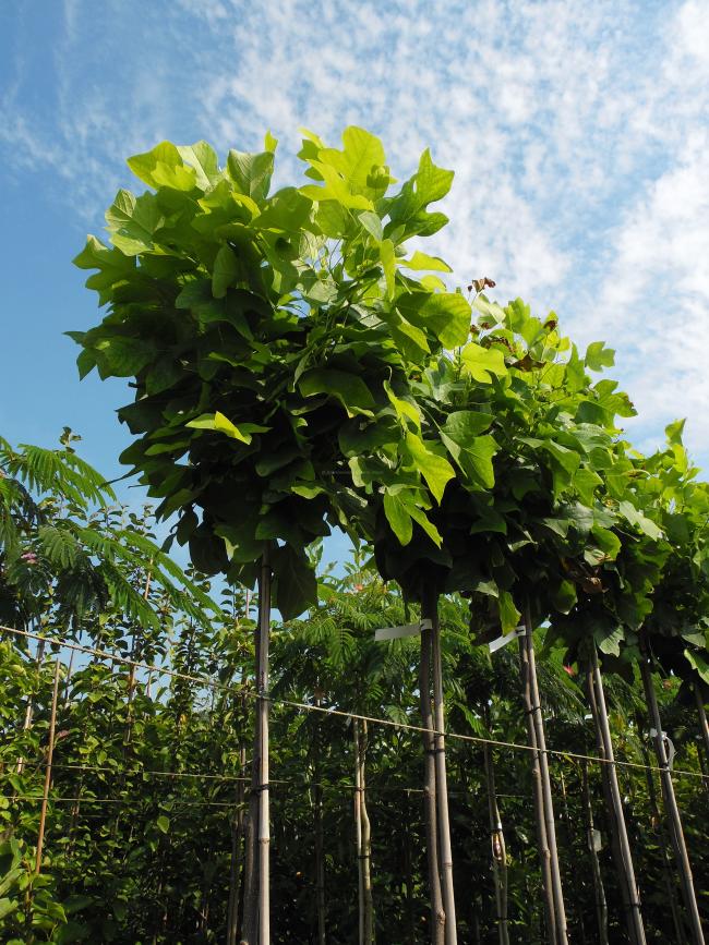 Liriodendron tulipifera 'Edward Gursztyn' ®