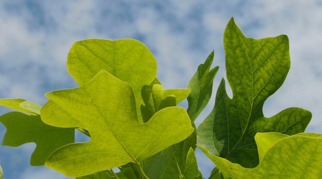 Liriodendron tulipifera 'Edward Gursztyn' ®
