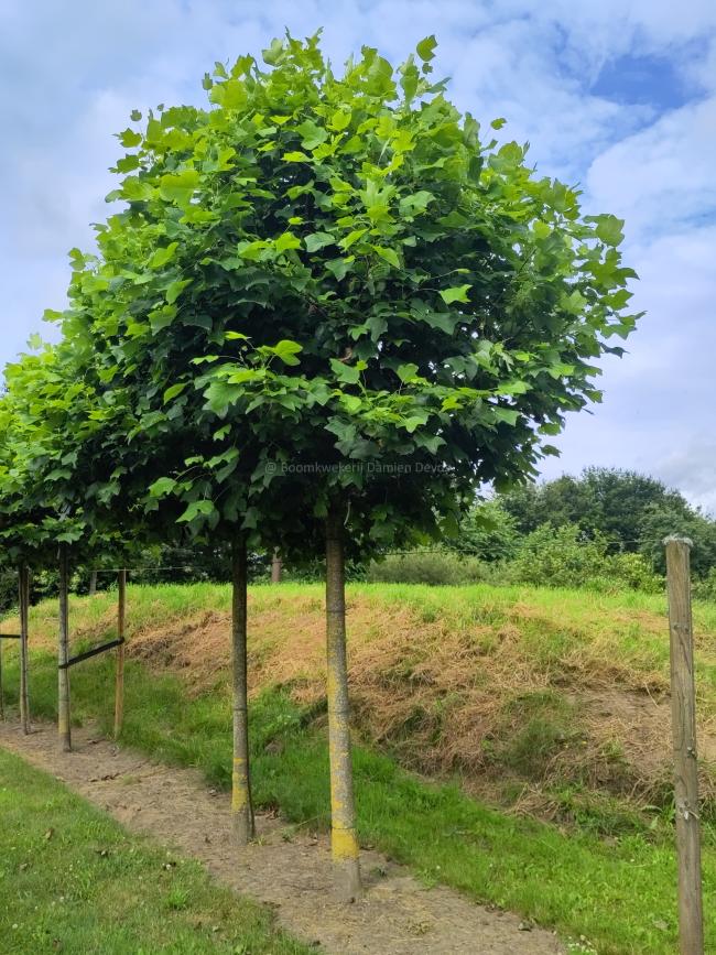 Liriodendron tulipifera 'Edward Gursztyn' ®