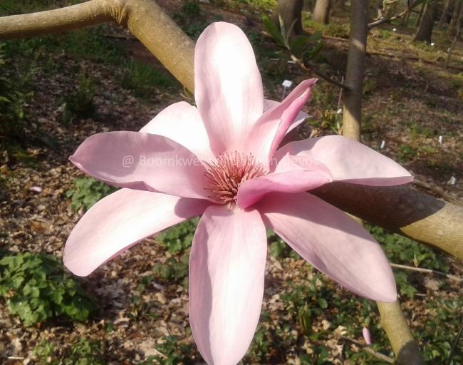 Magnolia 'Apollo' (x)