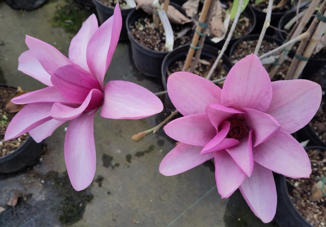 Magnolia 'Apollo' (x)