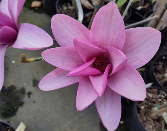 Magnolia 'Apollo' (x)