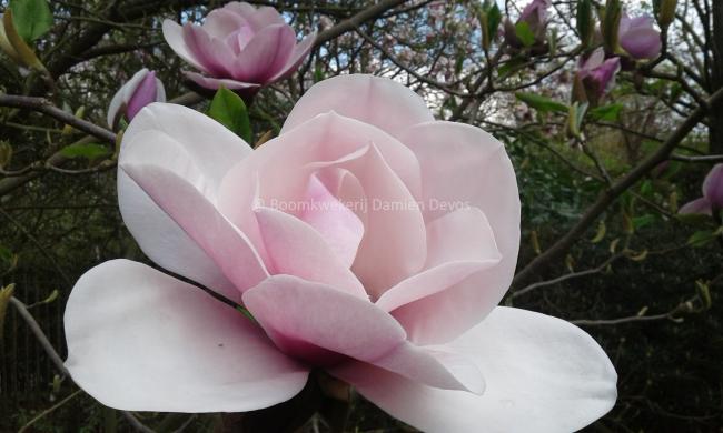 Magnolia 'Atlas' (x)