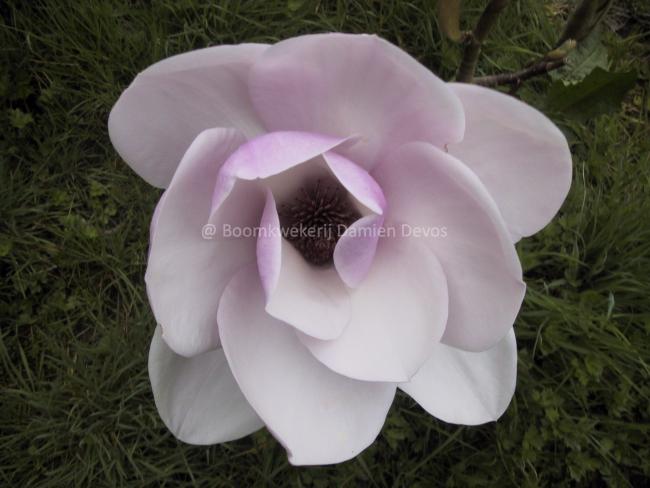Magnolia 'Atlas' (x)