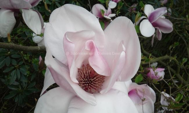 Magnolia 'Atlas' (x)