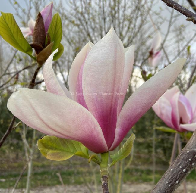 Magnolia 'Big Dude'