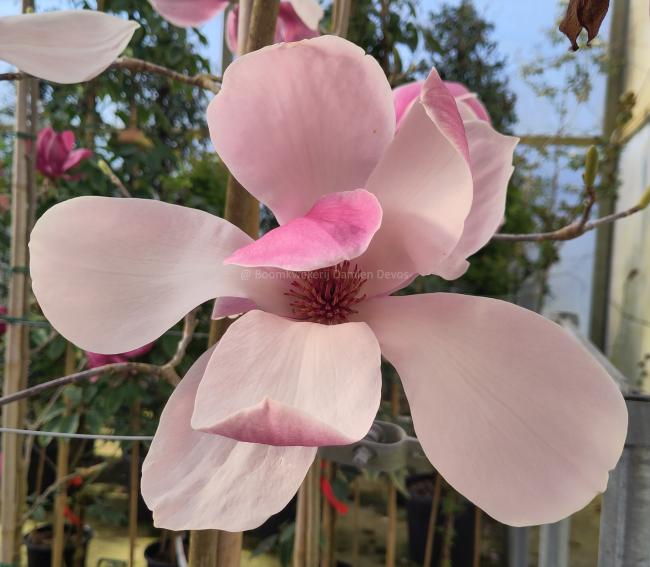 Magnolia 'Big Dude'