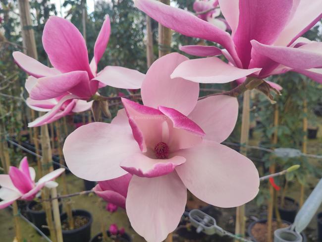 Magnolia 'Big Dude'