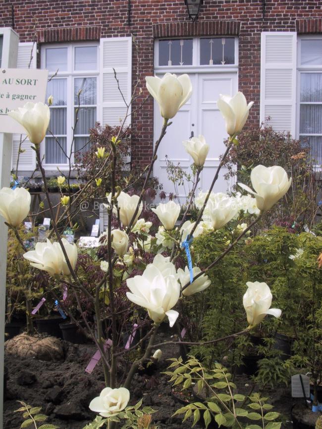 Magnolia 'Binette'