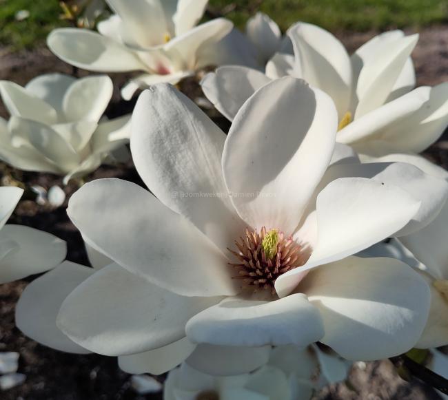 Magnolia 'Binette'