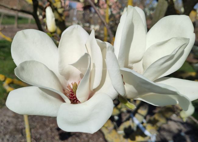 Magnolia 'Binette'
