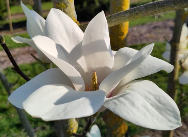 Magnolia 'Binette'