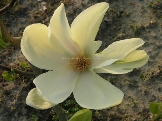 Magnolia 'Banana Split' (x)