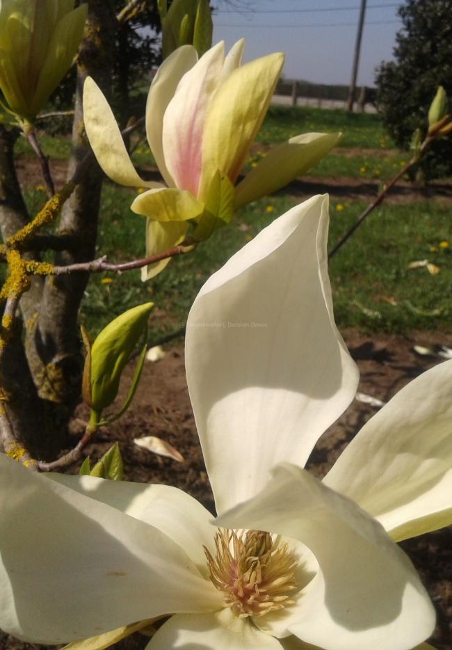 Magnolia 'Banana Split' (x)