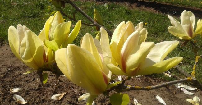 Magnolia 'Banana Split' (x)