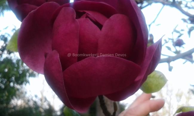 Magnolia 'Black Tulip' ®
