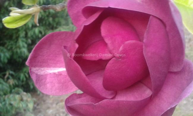 Magnolia 'Black Tulip' ®
