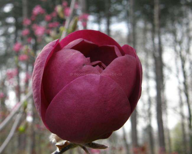Magnolia 'Black Tulip' ®