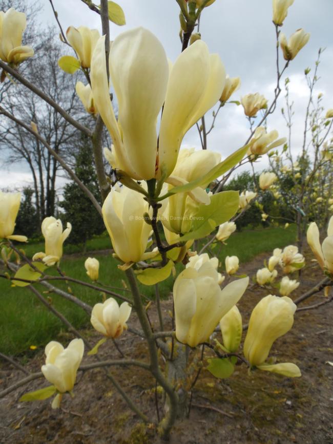 Magnolia 'Carlos'