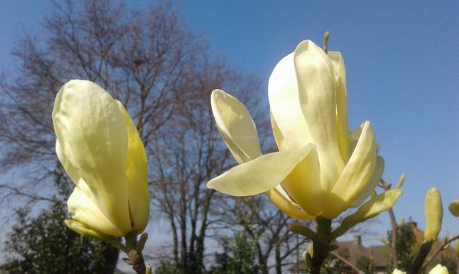 Magnolia 'Carlos'