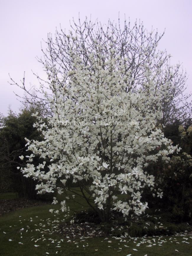 Magnolia cylindrica 'Hohman'