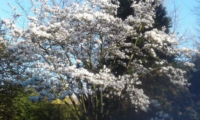 Magnolia cylindrica 'Hohman'
