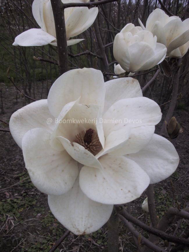 Magnolia campbellii subsp. mollicomata