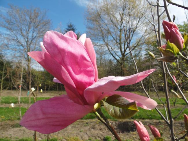 Magnolia 'Daybreak' (x)