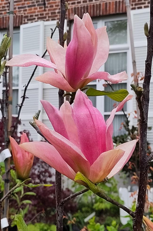 Magnolia 'Daybreak' (x)