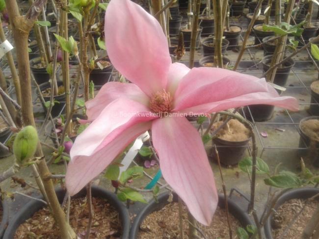 Magnolia 'Daybreak' (x)