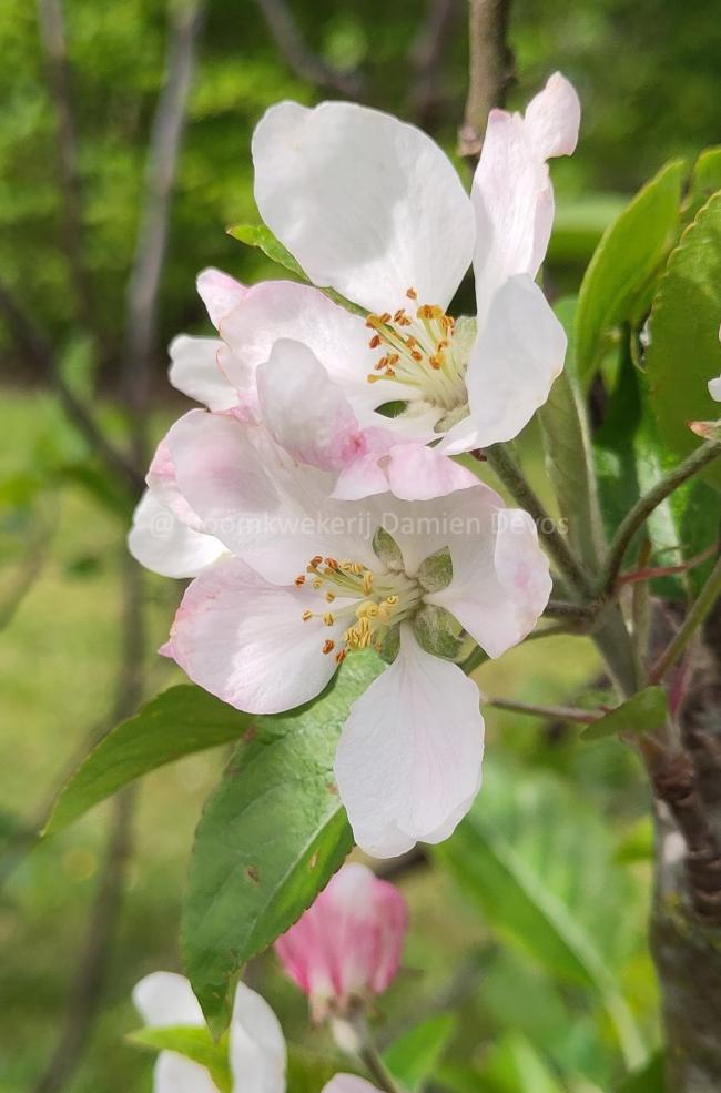 Malus domestica 'Gloster'