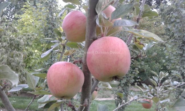 Malus domestica 'Henri Calle's Favorite'