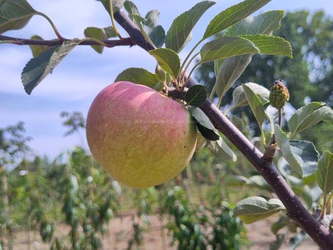 Malus domestica 'Henri Calle's Favorite'