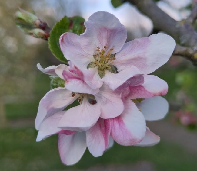 Malus domestica 'Idared'