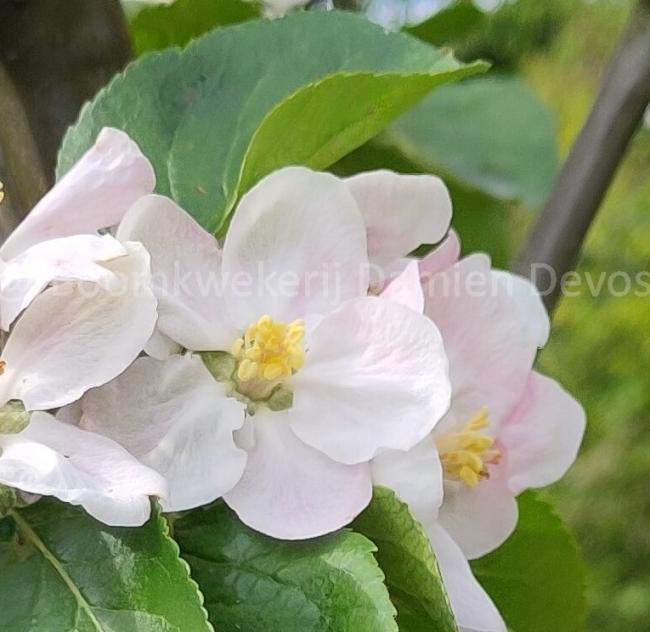 Malus domestica 'Jacques Lebel'