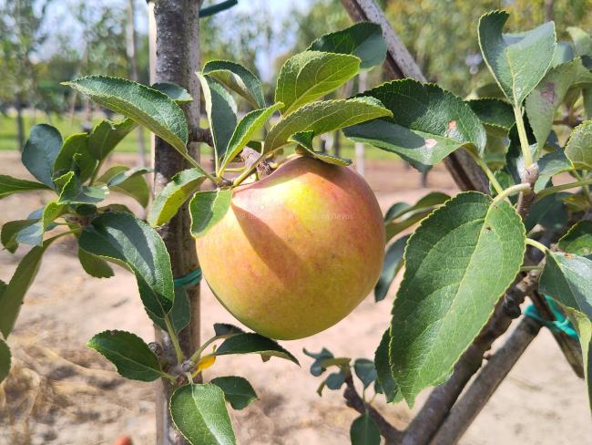Malus domestica 'La Paix'