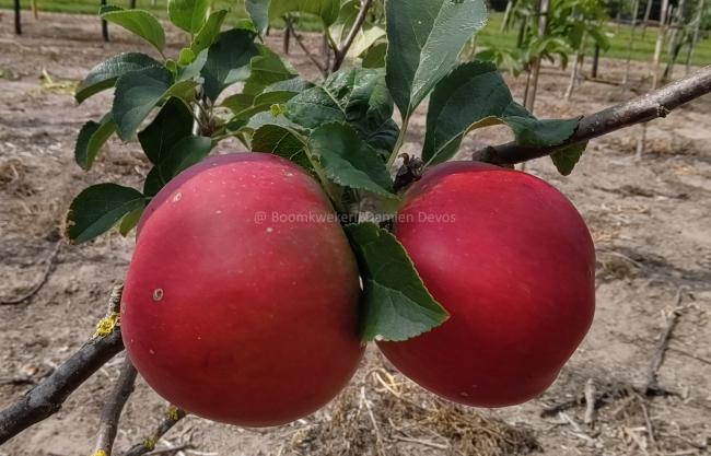 Malus domestica 'La Paix'