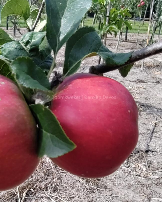 Malus domestica 'La Paix'