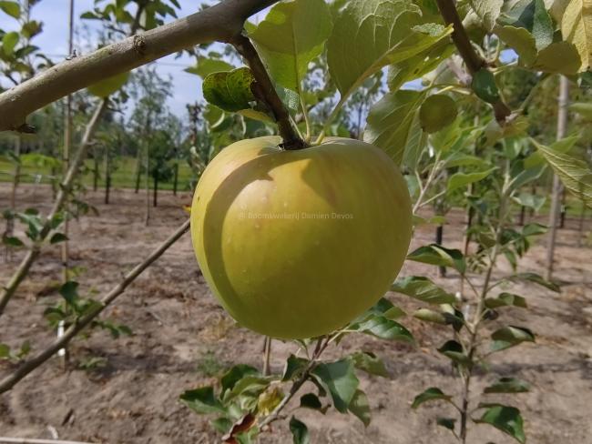 Malus domestica 'President Roulin'
