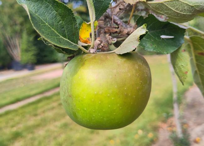 Malus domestica 'Reinette De France'
