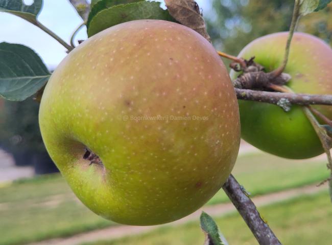 Malus domestica 'Reinette De France'
