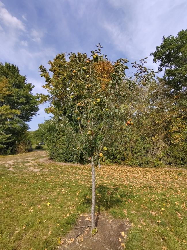 Malus domestica 'Reinette De France'