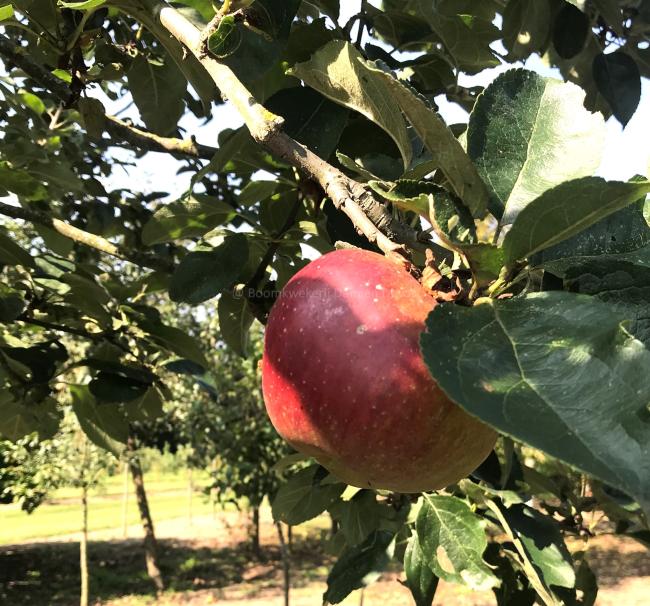 Malus domestica 'Reinette Hernaut' ( RGF )