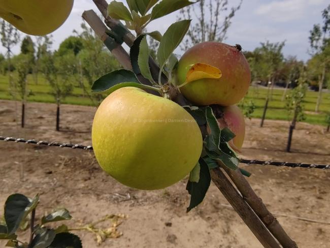 Malus domestica 'Reinette Hernaut' ( RGF )