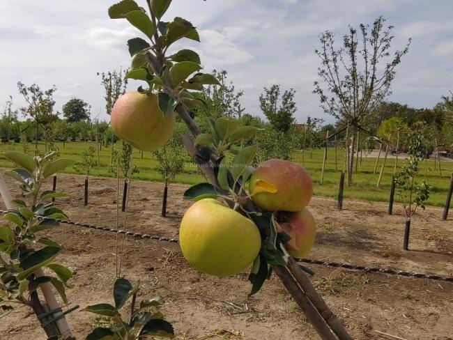Malus domestica 'Reinette Hernaut' ( RGF )